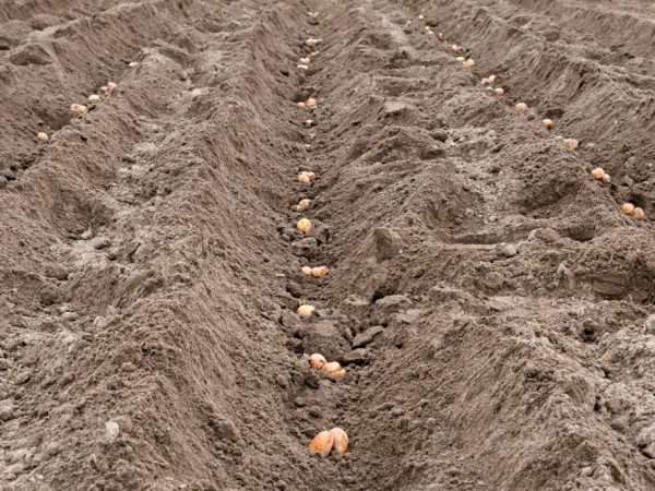 Картофель садят в удобренную землю