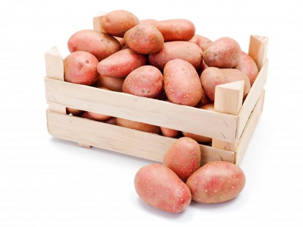 Характеристика картофеля сорта Астерикс