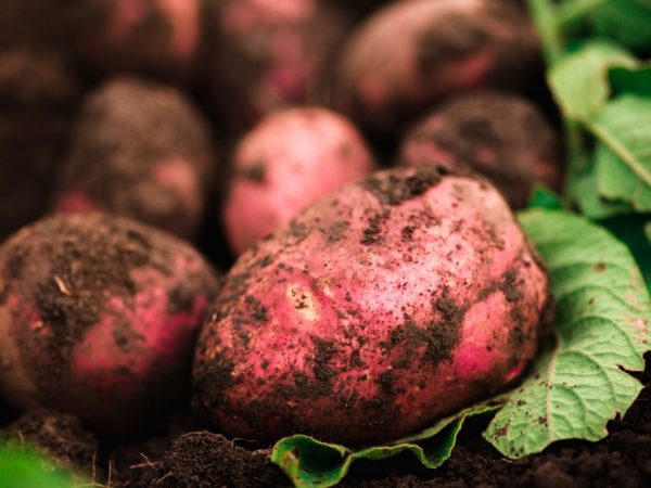 Характеристика картофеля сорта Беллароза