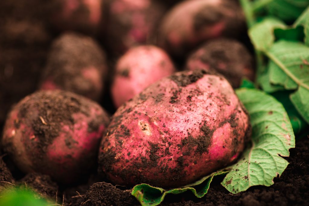 Сорт картофеля Беллароза, описание, фото, характеристика и отзывы, а также особенности выращивания