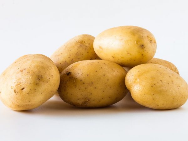 Характеристика картофеля сорта Фермер