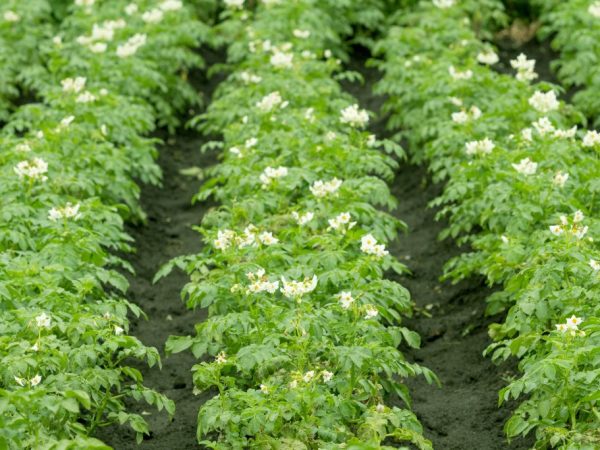 Применение гербицидов для картофеля