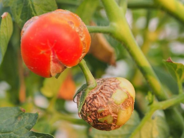 Причины гниения помидоров в теплице