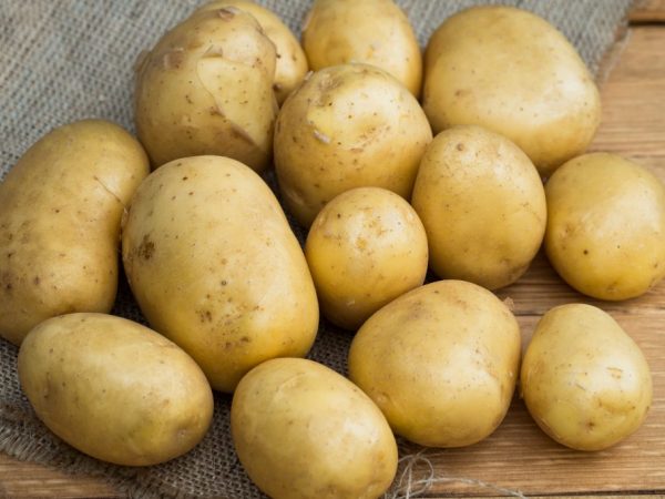 Характеристика сорта картофеля Голубизна