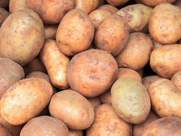 Характеристика картошки сорта Ильинский