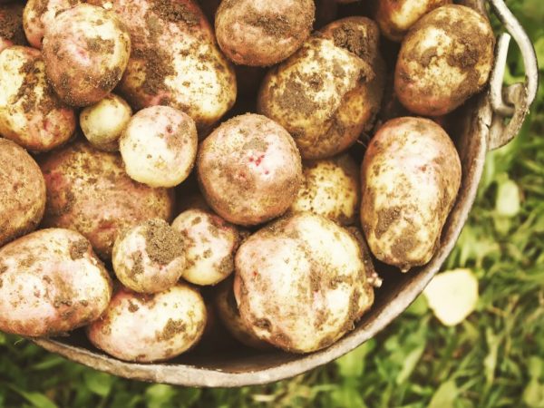 Характеристика картофеля сорта Иван Да Марья