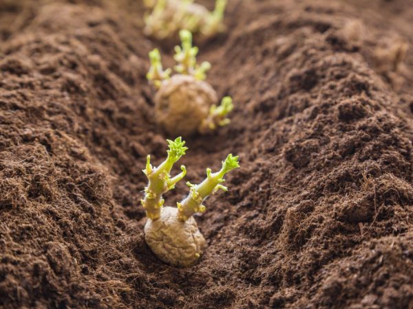 От состава почвы зависит урожайность растений