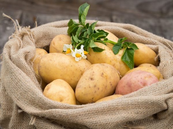 Популярные сорта картофеля для Подмосковья