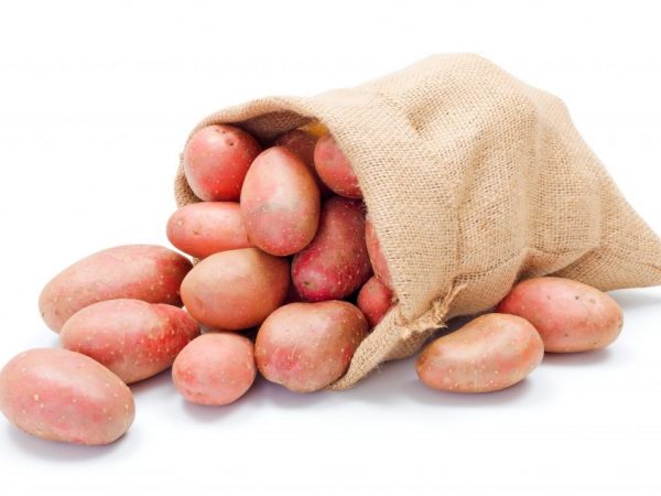 Характеристика картофеля сорта Любава