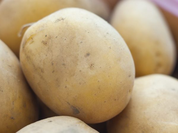 Характеристика картофеля сорта Метеор