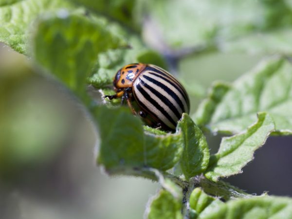 Нужно оберегать растения от жука