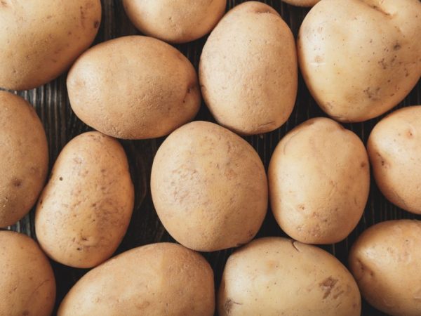 Характеристика картофеля Молли