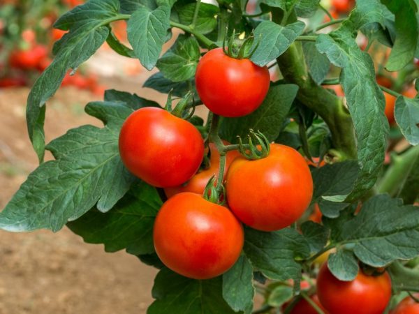 Характеристика сорта томатов Огни Москвы