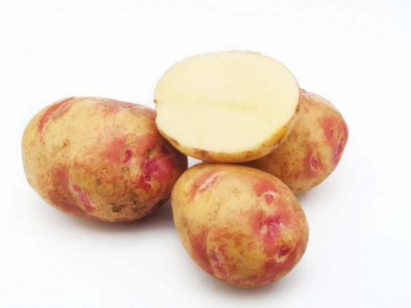 Характеристика картофеля сорта Пикассо