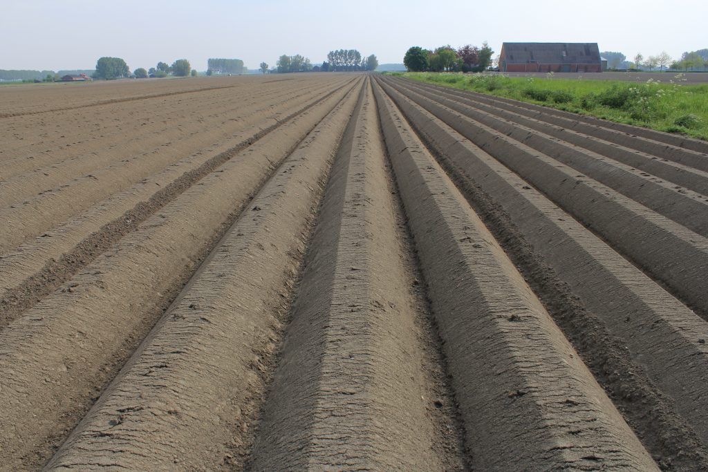 Предпосевная обработка почвы под посадку картофеля. Подготовка земли под картофель