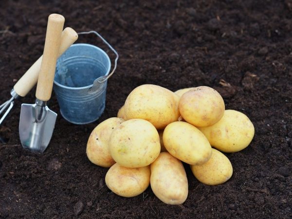 Описание ранних сортов картофеля