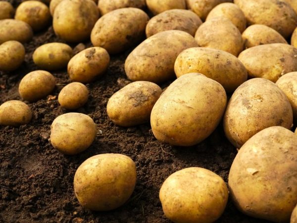 Характеристика картофеля сорта Ривьера