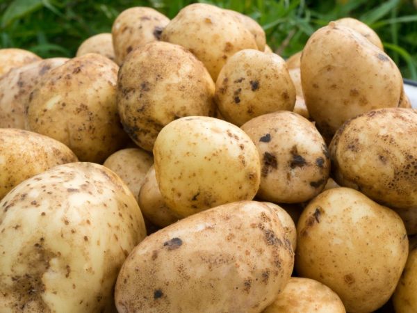 Характеристика картофеля сорта Санте