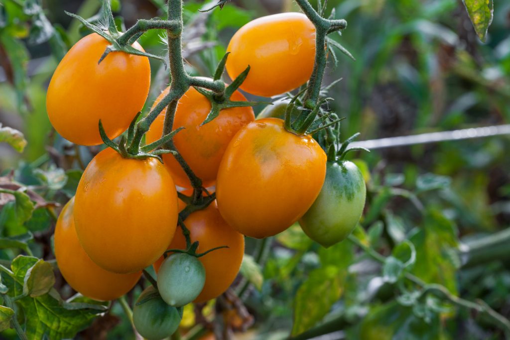 Жирующие томаты фото поэтапно для начинающих