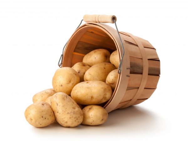 Характеристика картофеля сорта Удача