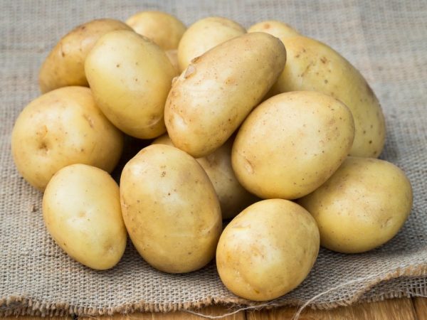 Характеристика картофеля сорта Уладар