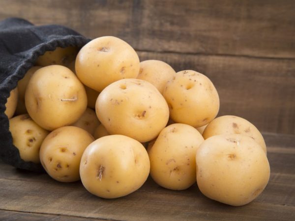Характеристика картофеля сорта Вега
