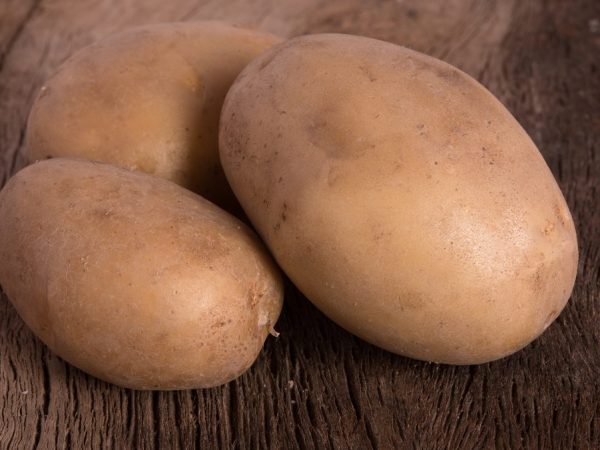 Характеристика картофеля сорта Вектор