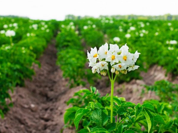 Правила выращивания картофеля в открытом грунте
