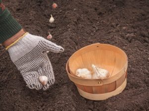 Правила посадки чеснока под зиму в Белоруссии