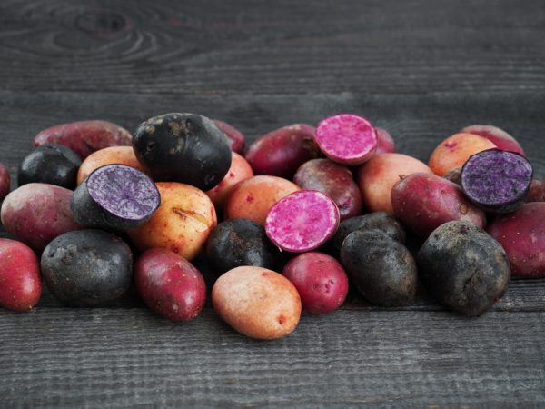 Распространенные сорта цветного картофеля
