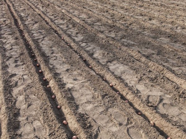 Температура земли и воздуха для посадки картофеля