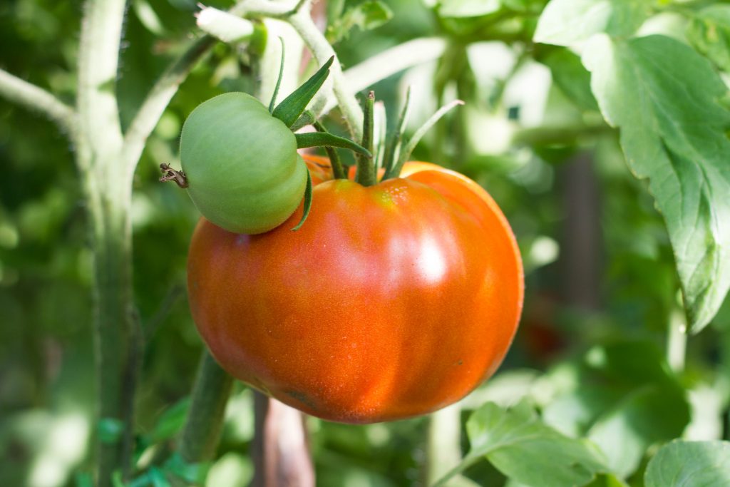 Урожайность томата алтайский сахарный