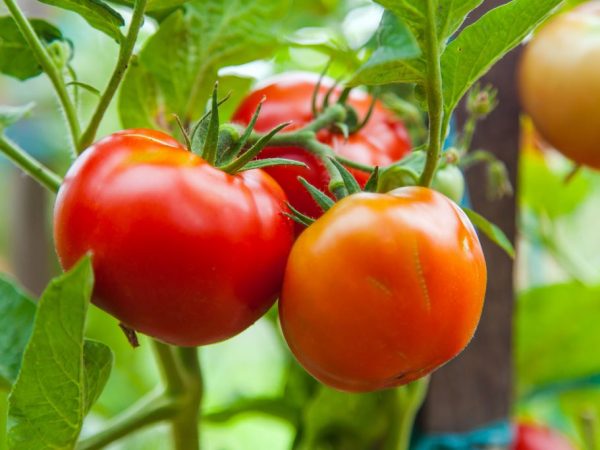 Характеристика и описание томатов сорта Белый Налив