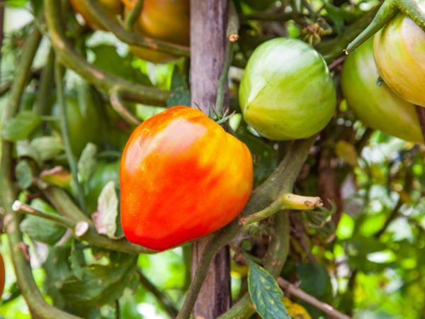 Описание сорта томатов Бычье сердце