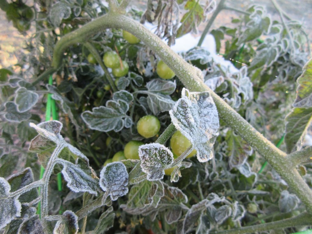 Замерзла рассада помидор в теплице что делать фото