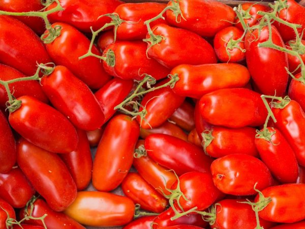 Описание и характеристика томатов сорта Дамские Пальчики