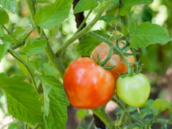 Характеристика томатов сорта Данко