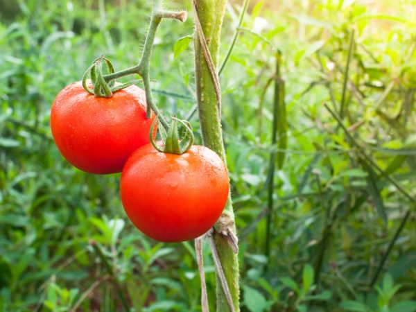 Характеристика томатов сорта Дубрава.