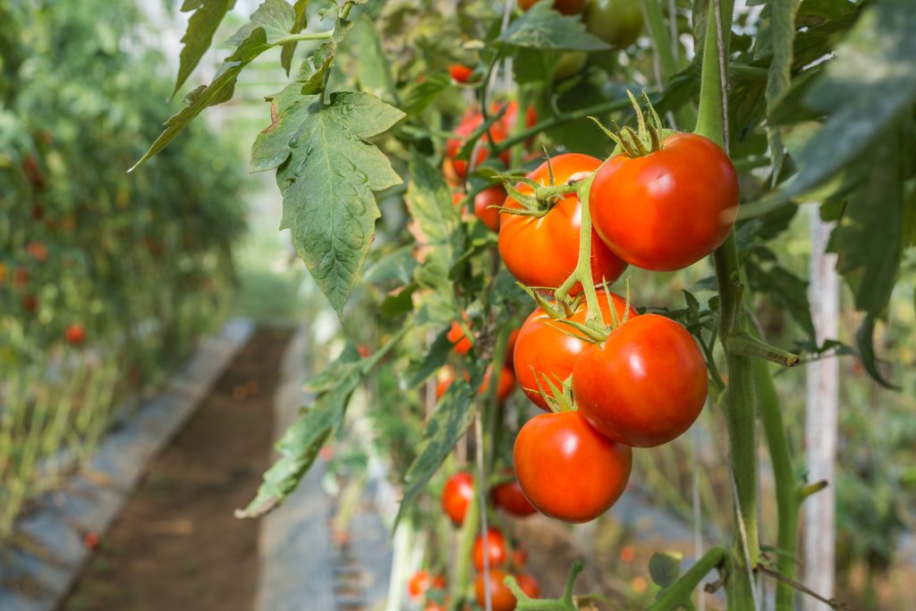 Сорт томатов джина фото и описание