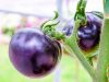 Разновидности фиолетовых помидор
