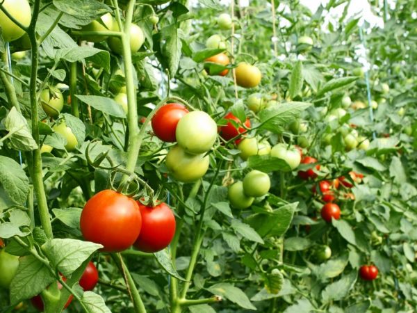 Этапы формирования помидоров