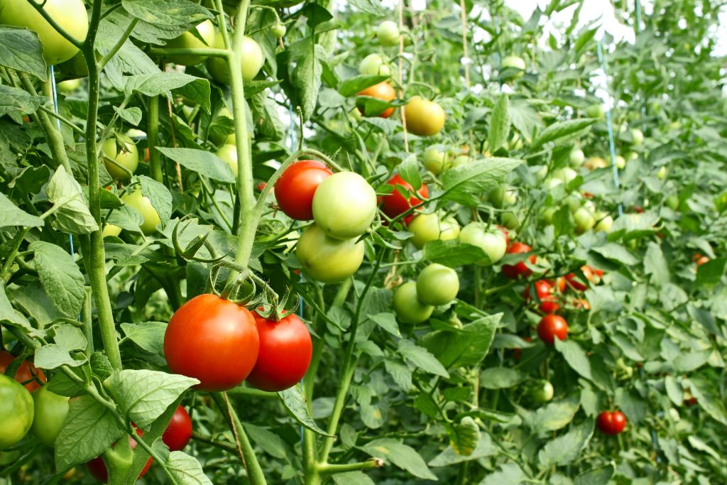 Формирование томатов по мере роста куста в теплице и открытом грунте