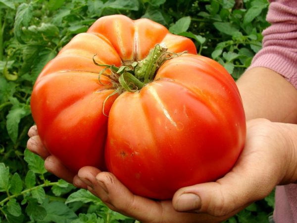 Вес одного помидора может достигать килограмма