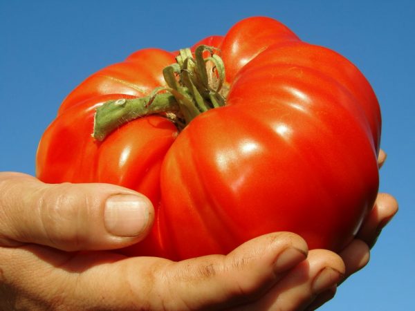 Разновидности томатов сорта Гигант