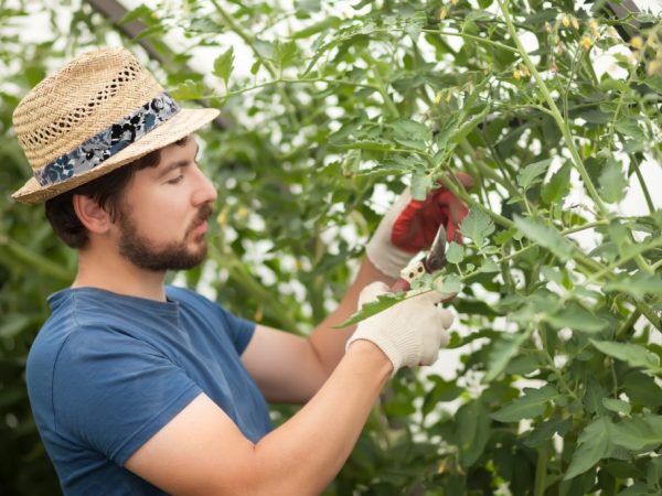 Правила пасынкования помидоров в теплице