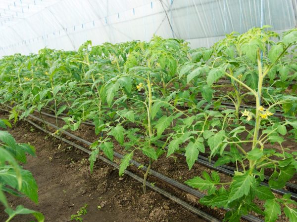 Схема посадки помидоров в открытый грунт под капельное орошение