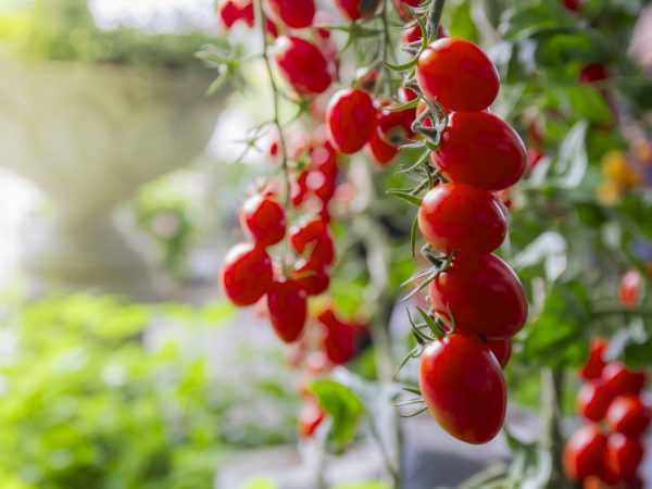 Плоды томата украсят любое блюдо
