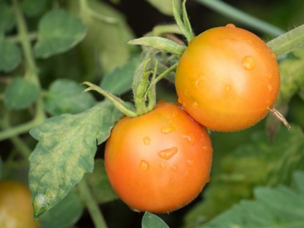 Лечение рассады томатов от заболеваний