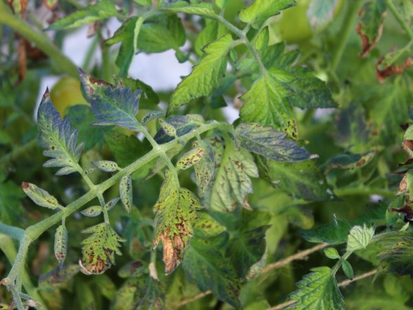 Растение может заразиться от больных насекомых