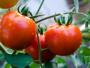 Описание лучших сортов томатов 2018 года